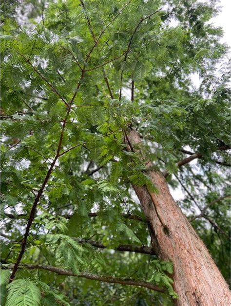 Metasequoia glyptostroboides Seeds £3.75 from Chiltern Seeds - Chiltern ...