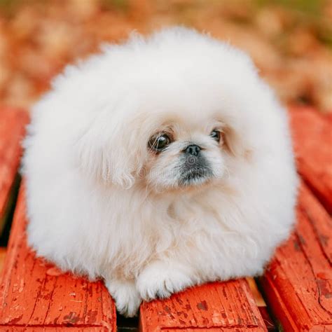 White Pekingese Pekinese Peke Whelp Puppy Dog Stock Image Image Of