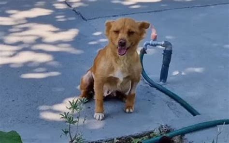 Cagnolino Randagio Con Un Enorme Tumore Sotto L Addome Chiedeva