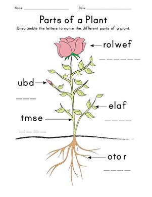 Parts Of A Plant Worksheet Education Worksheets Library