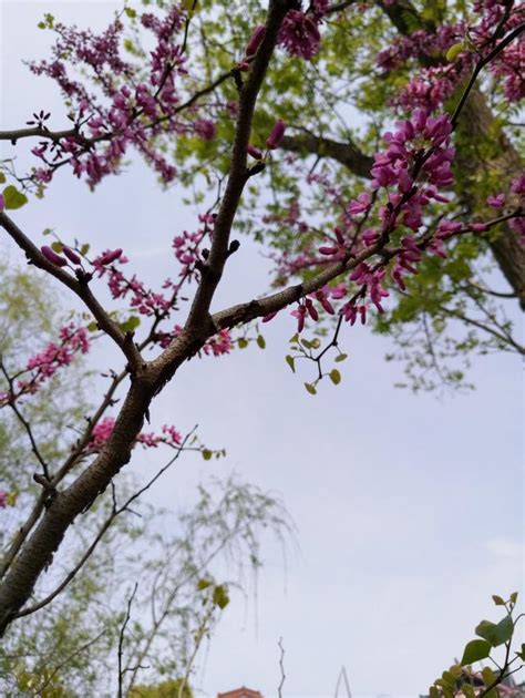 深秋，滿城桂花香，那些花開正艷 每日頭條