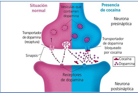 EFECTOS DE LA COCAÍNA SOBRE LA NEUROTRANSMISIÓN SU RELACIÓN CON LAS