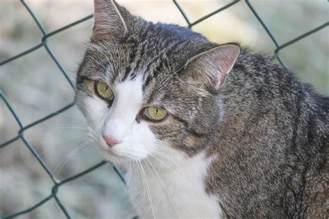 Tierheime am Limit Hilfe für Tiere Aktiver Tierschutz in Dinslaken