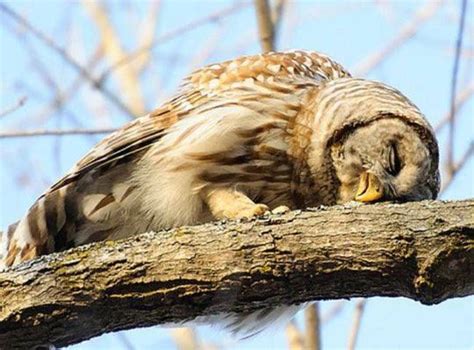 sleeping baby barn owl - Cierra Meier