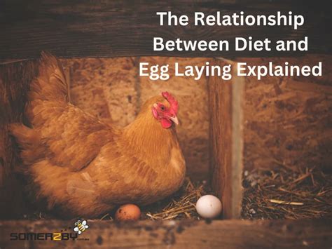 The Relationship Between Diet And Egg Laying Explained