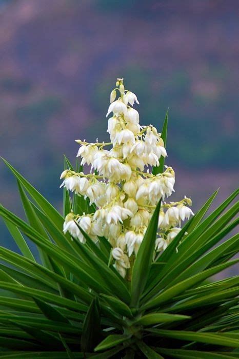 Flor De Izote Flor Nacional De El Salvador El Salvador Culture