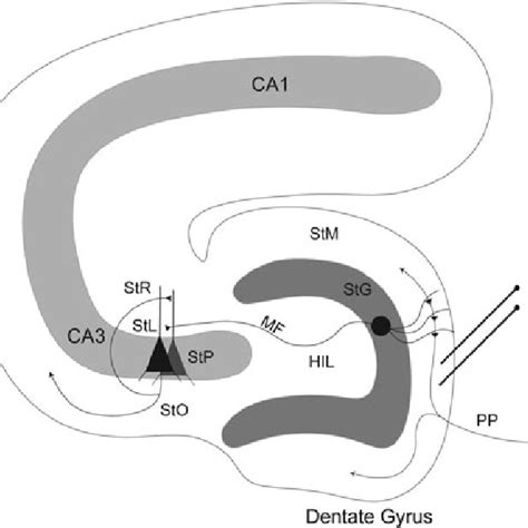 Pdf Diminished Dentate Gyrus Filtering Of Cortical Input Leads To