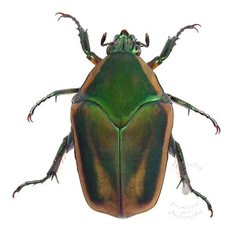 Green June Beetle Cotinis Nitida Bugguidenet