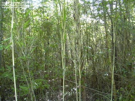 Plantfiles Pictures Canebrake Bamboo Arundinaria Gigantea By Hikaro