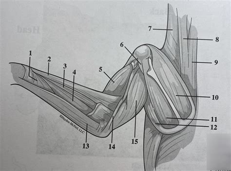 Cat Deep Dorsal Upper Limb Diagram Quizlet