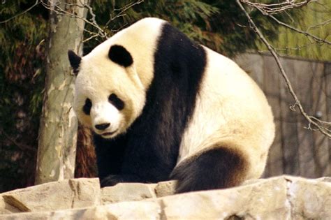 Descubre Por Qué Está El Oso Panda En Peligro De ExtinciÓn