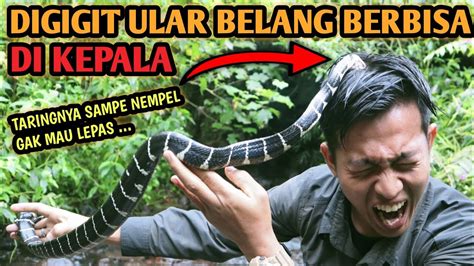 KEPALA DIGIGIT ULAR BELANG BERBISA GIGITANNYA GAK MAU LEPAS VENOMOUS