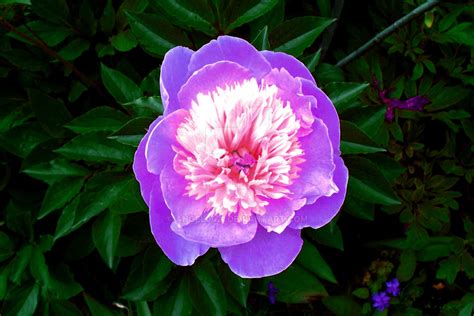 Purple Peony by angel0421 on DeviantArt