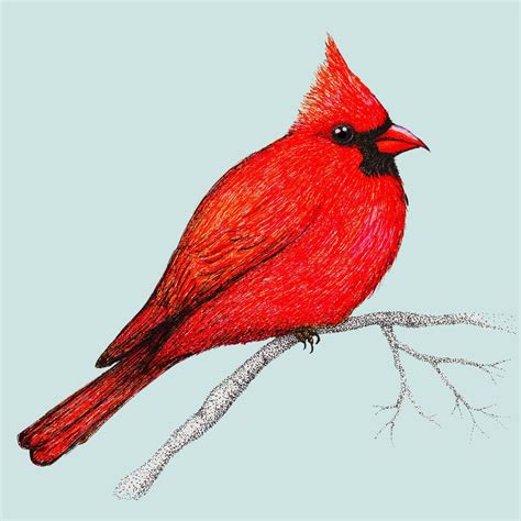 Northern Cardinal Pen Drawing Art Print By Bwiselizzy X Small Bird