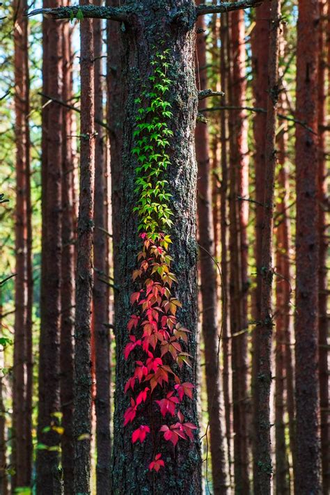 Autumn in Estonia. : r/oddlysatisfying