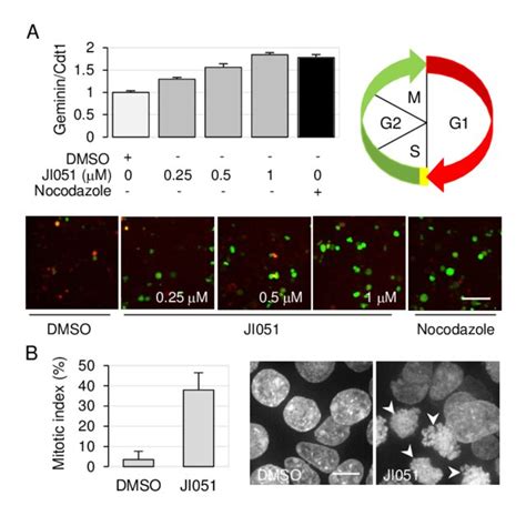 Ji Induces Cell Cycle Arrest In G M A Hek Cells Expressing The