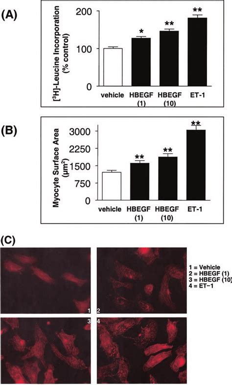 Induction Of Cardiac Myocyte Hypertrophy By Hbegf After H Of