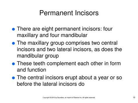 Chapter 12 Tooth Morphology Ppt Download