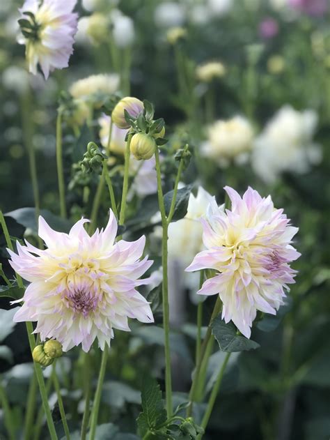 Tahoma Early Dawn — Dahlias By Julie