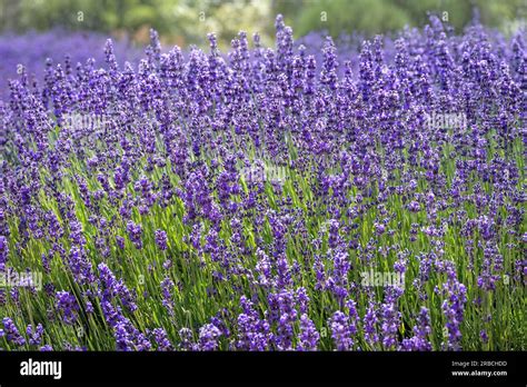 Field Of English Lavender Outsidepride Lavandula Angustifolia True