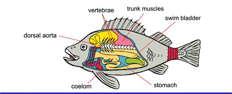 What Is the Function of The Swim Bladder? With Infographic | Hepper