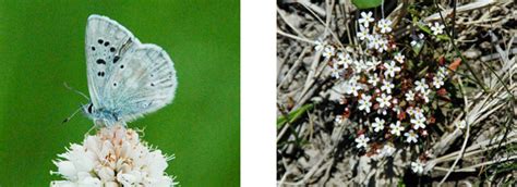 Butterfly Species List Rocky Mountain National Park Us National