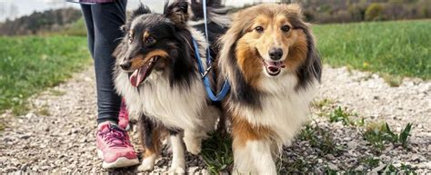 how do dog worms transfer to humans