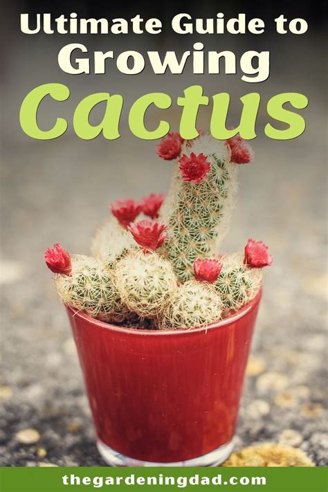 How To Grow Cactus Indoors And Outdoors The Gardening Dad In 2020 How