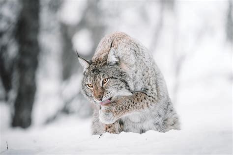 21 Wild Animals in Norway [Wildlife in Norway] - Kevmrc