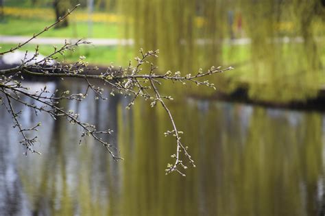 Wallpaper Sunlight Trees Forest Water Nature Reflection Branch