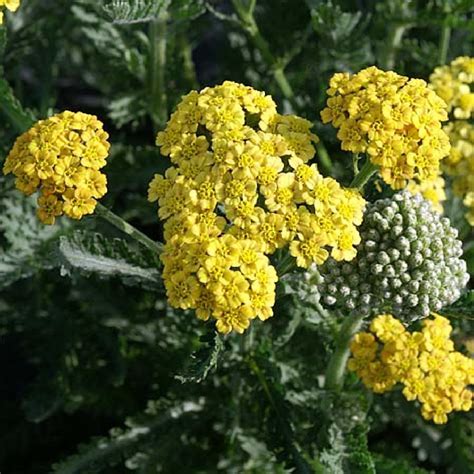 Achillea Tomentosa Aurea Achillée Tomenteuse Pépinières Lepage