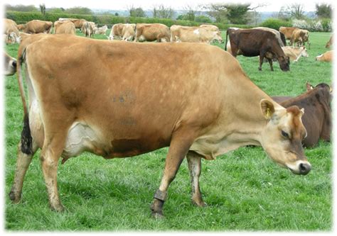 Jersey Cattle Origin Characteristics And Uses ⋆ Agvetnepal