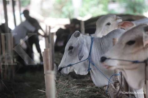 Intip Harga Kambing Dan Sapi Kurban Di Baznas Marketplace Da Bank Qurban