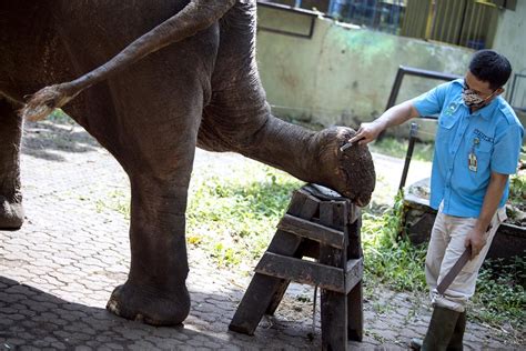 Foto Gajah Konservasi Gajah Sumatera Dan Keterbatasan Dokter Hewan