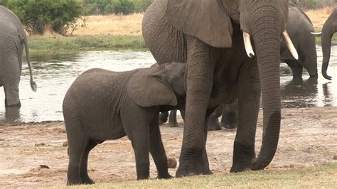 Beb Elefante Mamando De La Madre Botsuana V Deo De Stock En