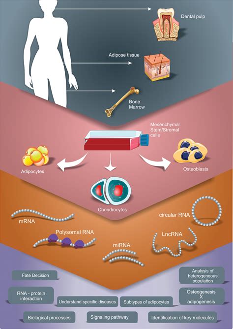 Frontiers Adipogenesis Osteogenesis And Chondrogenesis Of Human