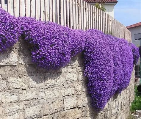 Plantes vivaces couvre sol sans entretien 7 espèces qui apporteront