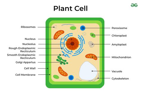 Diagram Of Plant Cell GeeksforGeeks