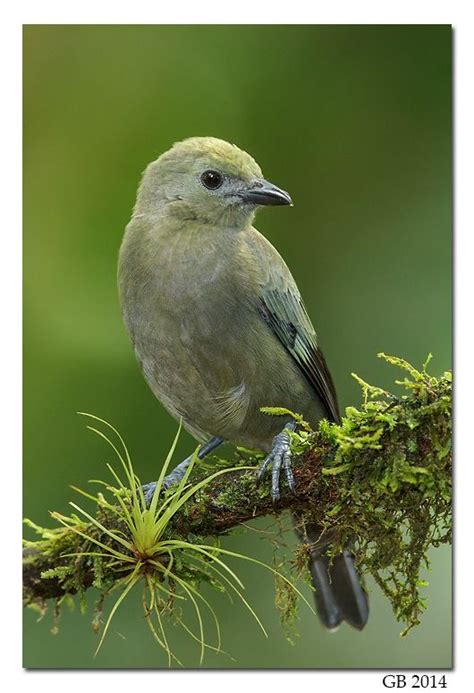 Palm Tanager Birds Nature Photography Animals