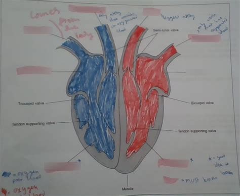 Y8 Science Circulatory System Diagram Quizlet