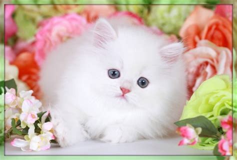 White Persian Kittens | White Persian Cats | Pure White CatsUltra Rare ...