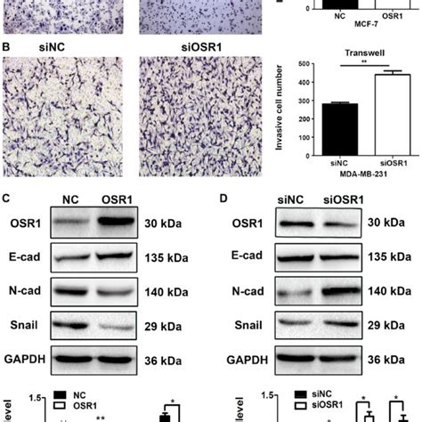 Immunohistochemistry Staining And Expression Of Osr1 And Er In Breast