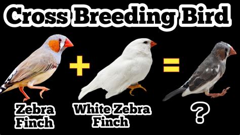 Zebra Finch Cross Breeding Zebra Finch Complete Information Zebra