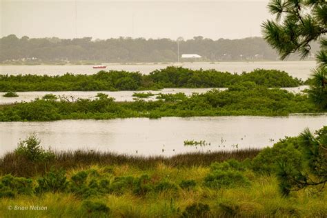 The Marsh Experiencing High Tidal Levels – Spoonbill Courier