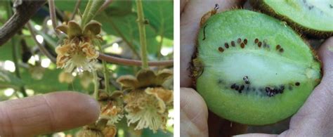 Artificial Pollination In Kiwifruit And Olive Trees Intechopen