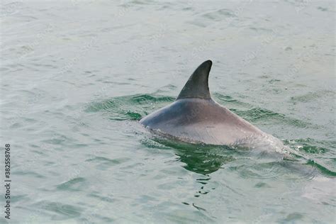 dolphin dorsal fin Stock Photo | Adobe Stock