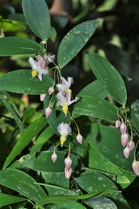 Geitonoplesium Cymosum Asphodelaceae Image At Phytoimages Siu Edu