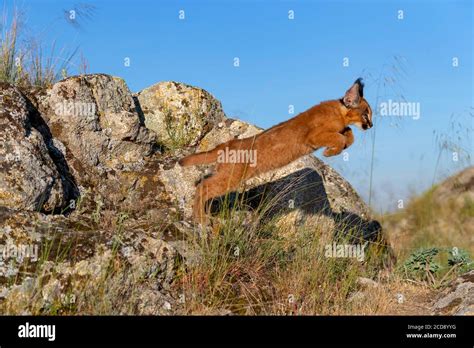 Caracal (Caracal caracal) , Occurs in Africa and Asia, Young animal 9 ...