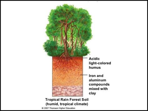 Tropical Rainforest Soil Type The Garden