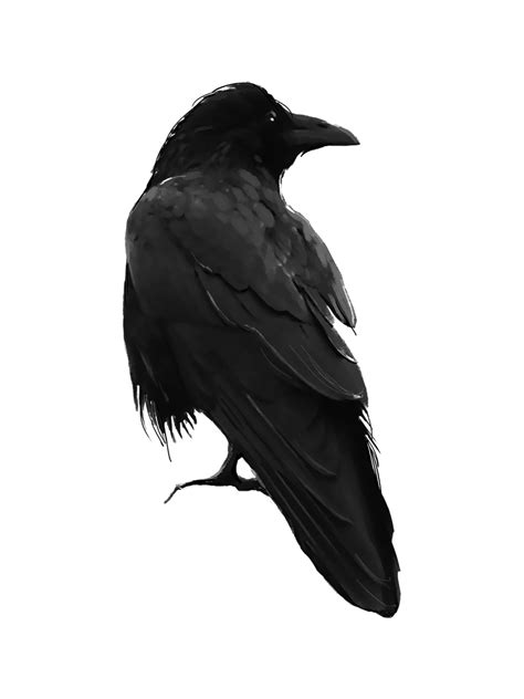 Colourful Bird Png